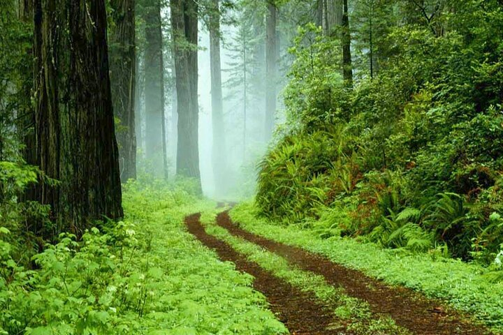 visit-srilanka-sinharaja