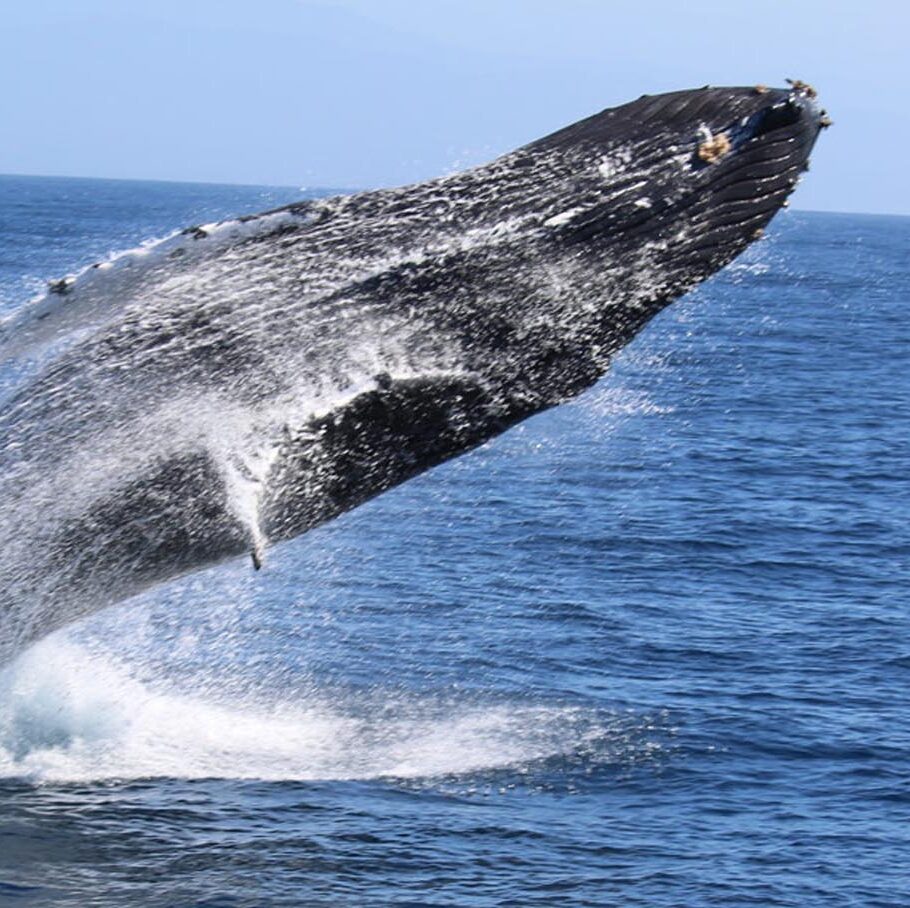 srilanka-mirissa-day-tour-whale-watching