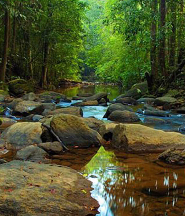 sinharaja-rainforest-day-tour-taxiscyelon