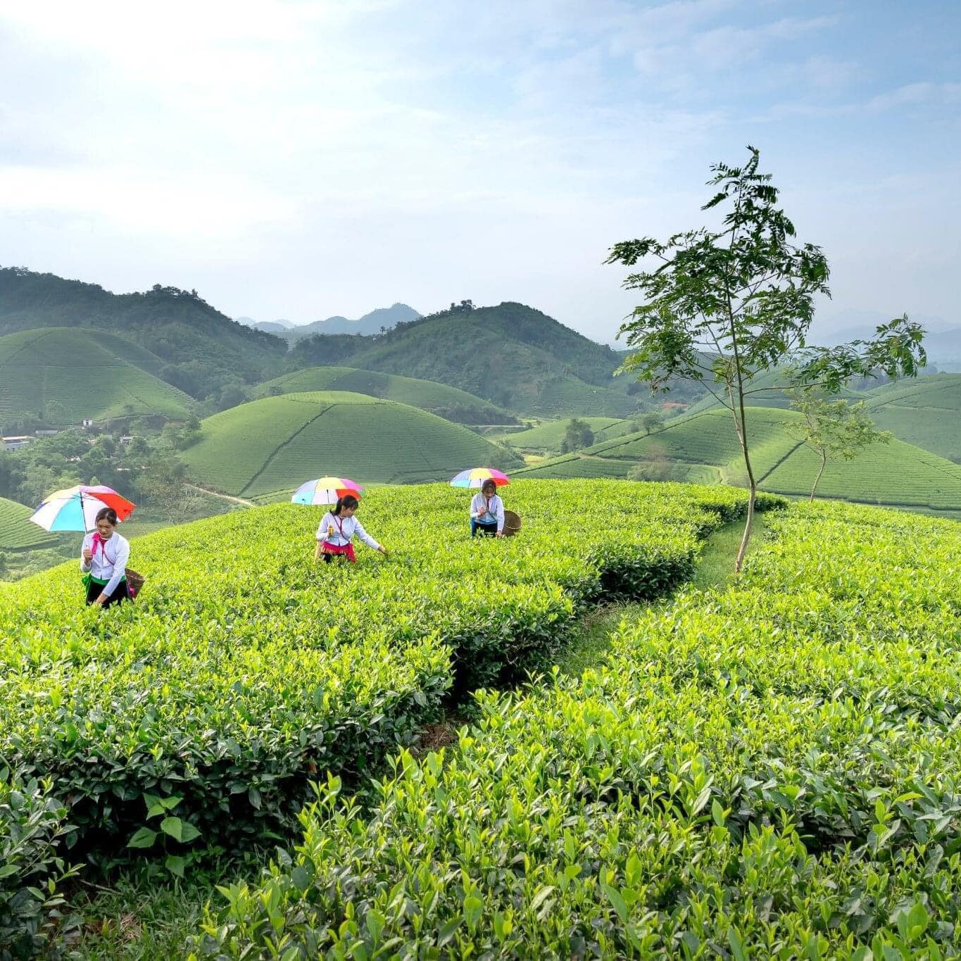 T PLANTATION e1761682453270