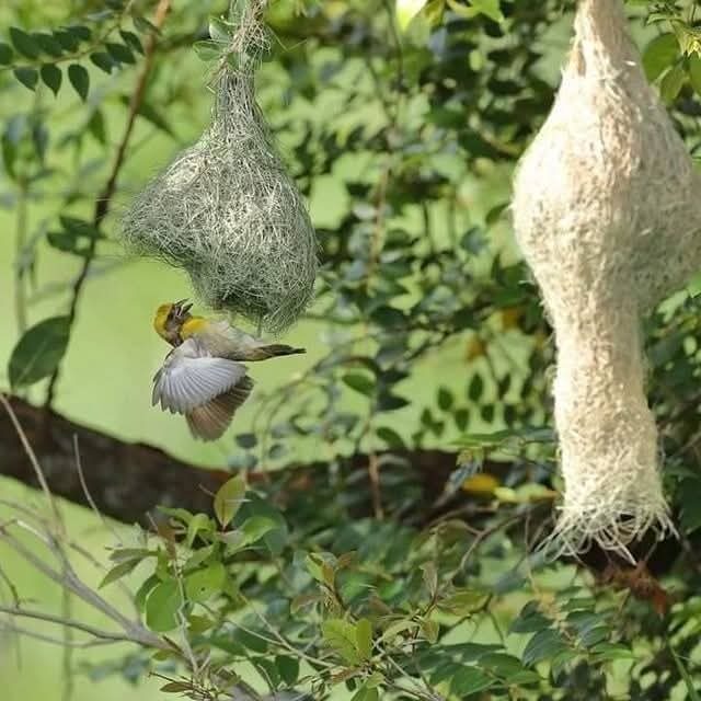 bird watching srilanka e1761677456175