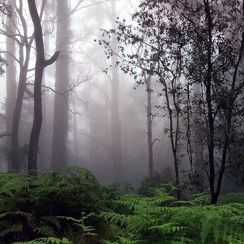 rain forest e1761682092681